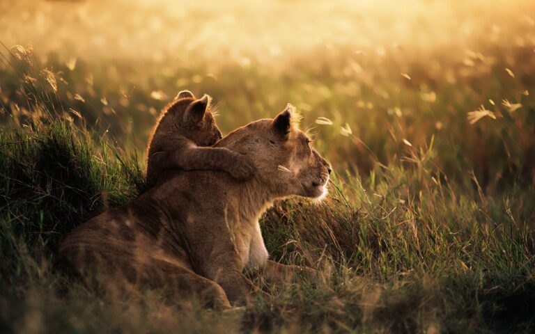 Bébé et maman lions dans la lumière