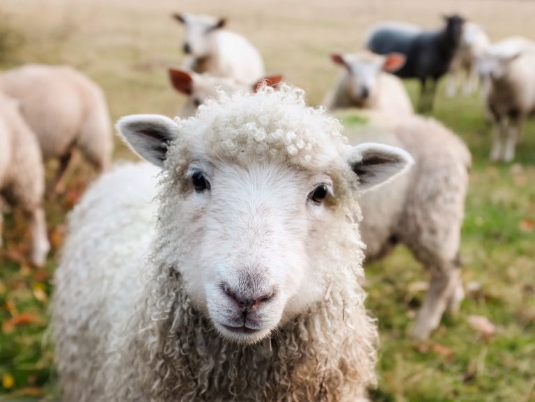 Moutons dans la nature