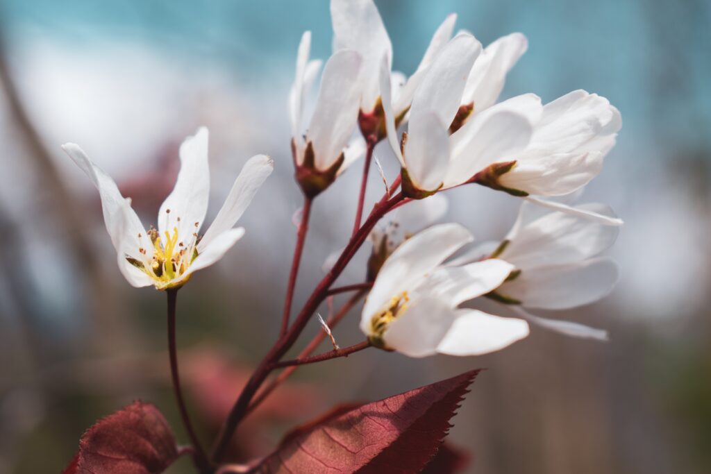 Fleurs blanches symbole de la pureté d'un message canalisé