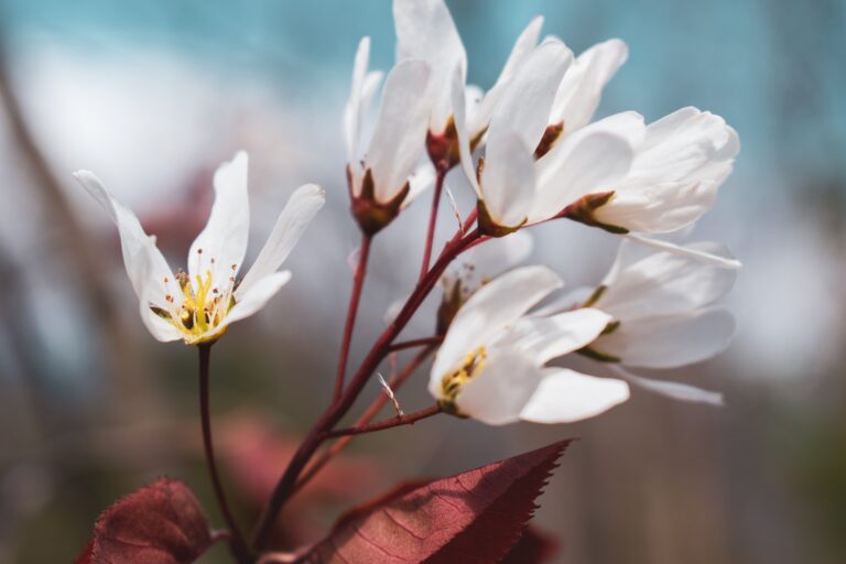 Fleurs blanches symbole de la pureté d'un message canalisé