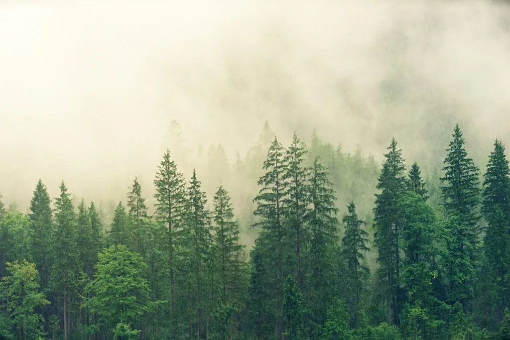 Nature Forêt derrière la brume