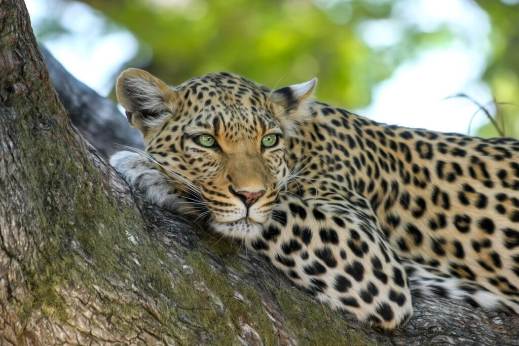 Tigre allongé paisiblement sur une branche d’arbre, symbole de détente et de régulation naturelle du système nerveux dans la Somatic Experiencing