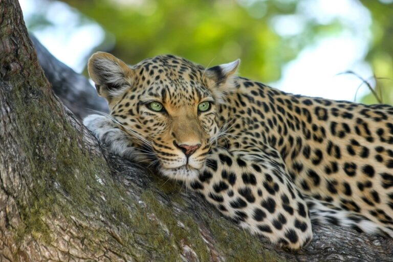 Tigre allongé paisiblement sur une branche d’arbre, symbole de détente et de régulation naturelle du système nerveux dans la Somatic Experiencing