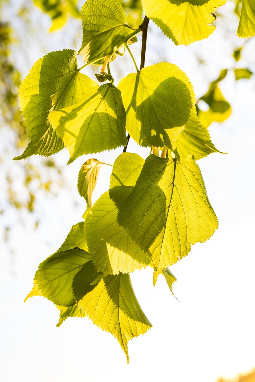 Feuilles illuminées par le soleil, symbole d'un regard éclairé sur le monde