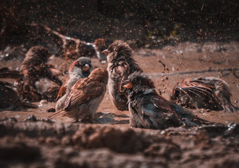 La joie d'être seul ou en groupe