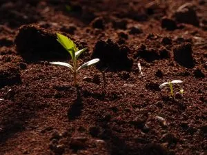 Jeune pousse fraîche sortant de la terre, symbolisant la douceur et la croissance en kinésiologie énergétique